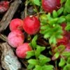 Canneberge Early Black - Vaccinium Macrocarpon - Cranberry 2 Canneberge Early Black - Vaccinium Macrocarpon - Cranberry -Raciflore Soldes Boutique Canneberge Early Black 78040 1