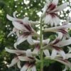 Cardiocrinum Giganteum - Lis Géant De L'Himalaya 2 Cardiocrinum Giganteum - Lis Géant De L'Himalaya -Raciflore Soldes Boutique Cardiocrinum giganteum 82943 1