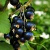 Cassissier Black'n Red Premiere - Ribes Nigrum -Raciflore Soldes Boutique Cassissier Black n Red Premiere IF 179361 1