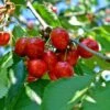 Cerisier Griotte Du Nord - Prunus Cerasus -Raciflore Soldes Boutique Cerisier Griotte du Nord 87761 1