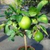 Pamplemousse (Pomelo) - Citrus (x) Paradisi -Raciflore Soldes Boutique Citrus x paradisi 83410 1