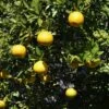 Citrus Ichangensis - Ichang Papeda -Raciflore Soldes Boutique Citrus ichangensis 83267 1