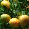 Mandarinier - Citrus Reticulata Keraji -Raciflore Soldes Boutique Citrus reticulata Keraji 83270 1
