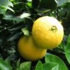Oranger - Citrus Sinensis Washington Navel -Raciflore Soldes Boutique Citrus sinensis Washington Navel 85032 1