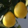 Limequat - Citrus X Floridana 2 Limequat - Citrus X Floridana -Raciflore Soldes Boutique Citrus x floridana 87045 1 1