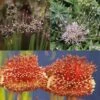 Collection 10 Alliums Etranges -Raciflore Soldes Boutique Collection Alliums Etranges 82427 1