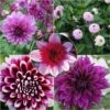 Collection Dahlias Byzantins -Raciflore Soldes Boutique Collection Dahlias Byzantins 83501 1