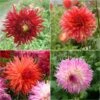 Collection Dahlias Feu D'Artifice -Raciflore Soldes Boutique Collection Dahlias Feu d Artifice 83500 1