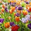 Collection Tulipes Orange-Violet -Raciflore Soldes Boutique Collection Tulipes Orange Violet 85528 1