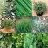 Collection De 10 Aromatiques En Plants 1 Collection De 10 Aromatiques En Plants -Raciflore Soldes Boutique Collection de 10 aromatiques Bio en plants 4035 1