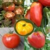 Collection De 5 Tomates Anciennes Bio - Ferme De Sainte-Marthe 2 Collection De 5 Tomates Anciennes Bio - Ferme De Sainte-Marthe -Raciflore Soldes Boutique Collection de 5 tomates anciennes Bio Ferme de Sainte Marthe 70042 1