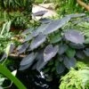 Colocasia Black Magic - Oreille D'Eléphant -Raciflore Soldes Boutique Colocasia Black magic 83271 1