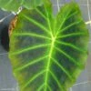 Colocasia Imperial Gigante - Oreille D'Eléphant 2 Colocasia Imperial Gigante - Oreille D'Eléphant -Raciflore Soldes Boutique Colocasia Imperial Gigante 83273 1