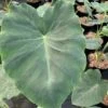 Colocasia Jack's Giant - Oreille D'éléphant -Raciflore Soldes Boutique Colocasia Jack s Giant Oreille d elephant 16647 1