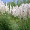 Cortaderia Selloana Mini Silver Pampas - Herbe De La Pampa Naine -Raciflore Soldes Boutique Cortaderia selloana Mini Silver Pampas Herbe de la pampa naine IF 17896 1