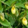Cypripedium Kristi Lyn - Sabot De Vénus Hybride 2 Cypripedium Kristi Lyn - Sabot De Vénus Hybride -Raciflore Soldes Boutique Cypripedium Kristi Lyn Sabot de Venus hybride copyright 173610 1