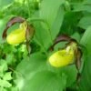 Cypripedium Calceolus - Sabot De Venus -Raciflore Soldes Boutique Cypripedium calceolus ld urjsa 80044 1