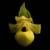 Cypripedium Flavum - Sabot De Vénus Jaune Pâle -Raciflore Soldes Boutique Cypripedium flavum 80352 1