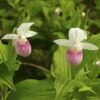 Cypripedium Reginae - Sabot De Venus -Raciflore Soldes Boutique Cypripedium reginae 8159 1
