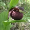 Cypripedium Smithii - Sabot De Vénus Rouge Pourpre 1 Cypripedium Smithii - Sabot De Vénus Rouge Pourpre -Raciflore Soldes Boutique Cypripedium smithii 80349 1