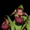Cypripedium Tibeticum - Sabot De Vénus Rouge Pourpre 2 Cypripedium Tibeticum - Sabot De Vénus Rouge Pourpre -Raciflore Soldes Boutique Cypripedium tibeticum 80350 1