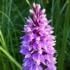 Dactylorhiza Maculata, Orchis Tacheté - Orchidée Terrestre Et Vivace -Raciflore Soldes Boutique Dactylorhiza maculata 8161 1
