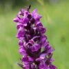 Dactylorhiza Majalis - Orchis De Mai Ou à Feuilles Larges -Raciflore Soldes Boutique Dactylorhiza majalis 8893 1