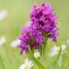 Dactylorhiza Purpurella, Orchis Pourpre - Orchidée Vivace De Jardin 1 Dactylorhiza Purpurella, Orchis Pourpre - Orchidée Vivace De Jardin -Raciflore Soldes Boutique Dactylorhiza purpurella copyright 8163111 1