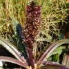 Eucomis Freckles - Eucomide Panachée 2 Eucomis Freckles - Eucomide Panachée -Raciflore Soldes Boutique Eucomis Freckles V 5029 1