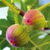 Figuier Firoma - Ficus Carica -Raciflore Soldes Boutique Figuier Firoma Ficus carica IF 178991 1