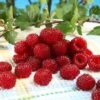 Framboisier Raspbeary (remontant) - Rubus Idaeus -Raciflore Soldes Boutique Framboisier Raspbeary remontant Rubus idaeus IF 1794111 1