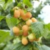Framboisier Nain Remontant Goodasgold - Rubus Idaeus 2 Framboisier Nain Remontant Goodasgold - Rubus Idaeus -Raciflore Soldes Boutique Framboisier nain remontant Goodasgold Rubus idaeus copyright 182731 1
