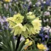 Fritillaria Raddeana - Couronne Impériale -Raciflore Soldes Boutique Fritillaire imperiale Raddeana 54587 1