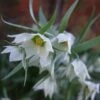 Fritillaria Bucharica -Raciflore Soldes Boutique Fritillaria bucharica 80533 1