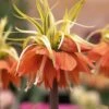 Fritillaire Imperialis Aureomarginata - Couronne Impériale -Raciflore Soldes Boutique Fritillaria imperiale Aureomarginata 54589 1