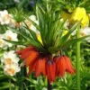 Fritillaire Imperialis Rubra - Couronne Impériale -Raciflore Soldes Boutique Fritillaria imperialis rubra LD James Steakley copyright 54503 2 1