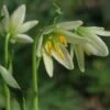 Fritillaria Liliacea - Fritillaire Botanique -Raciflore Soldes Boutique Fritillaria liliacea LD 16127 1