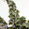 Fritillaria Persica Green Dreams - Fritillaire De Perse -Raciflore Soldes Boutique Fritillaria persica Green Dreams 15325 1