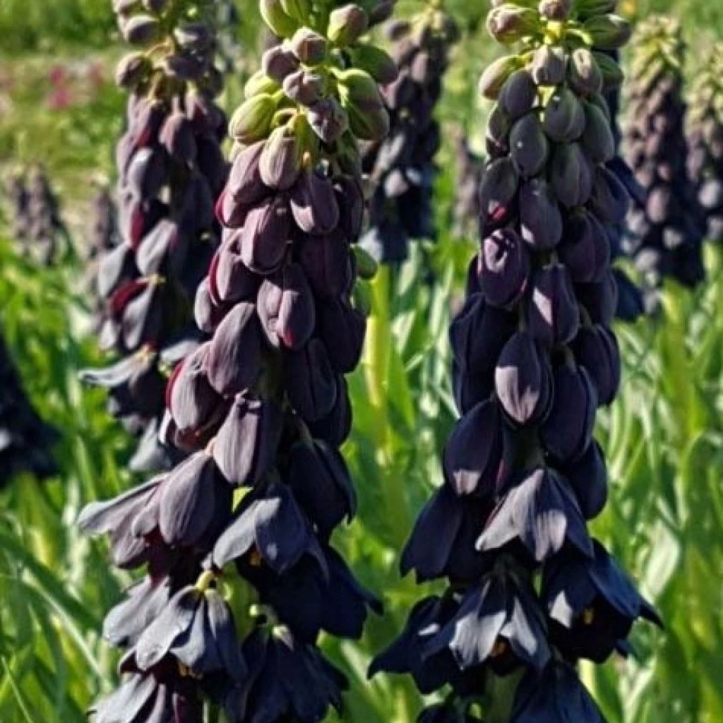 Fritillaria Persica Twintowers Tribute - Fritillaire De Perse 2 Fritillaria Persica Twintowers Tribute - Fritillaire De Perse