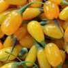 Goji Amber Sweet - Lycium Barbarum -Raciflore Soldes Boutique Goji Amber Sweet Lycium barbarum 84993 1