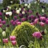 Harmonie De Tulipes Clair Obscur -Raciflore Soldes Boutique Harmonie Clair Obscur Jardin Ulting Wick Clive Nichols MAP 68232 1
