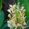 Hedychium Dixter (Tresco) - Longose - Gingembre D'ornement 1 Hedychium Dixter (Tresco) - Longose - Gingembre D'ornement -Raciflore Soldes Boutique Hedychium Dixter Tresco Longose Gingembre d ornement copyright 18039 1