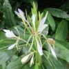 Hedychium Forrestii -Raciflore Soldes Boutique Hedychium forrestii V 69271 1