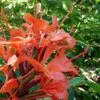 Hedychium Rubrum (deceptum) - Gingembre D'ornement -Raciflore Soldes Boutique Hedychium rubrum deceptum Gingembre d ornement V 18042 1