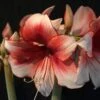 Amaryllis Charisma 1 Amaryllis Charisma -Raciflore Soldes Boutique Hippeastrum Charisma ld ukhviid 56965 1