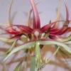 Amaryllis Chico -Raciflore Soldes Boutique Hippeastrum chico ld ukhviid 56969 1