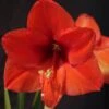 Amaryllis Orange Souvereign 1 Amaryllis Orange Souvereign -Raciflore Soldes Boutique Hippeastrum orange souvereign ld ukhviid 56964 1