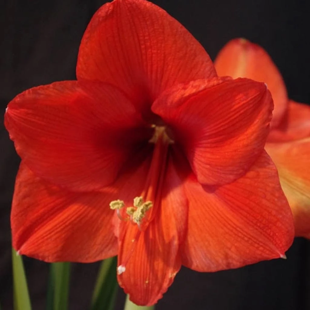 Amaryllis Orange Souvereign 3 Amaryllis Orange Souvereign