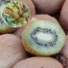 Kiwi Hayward (femelle) Bio -Raciflore Soldes Boutique Kiwi Hayward femelle Bio 781299 1