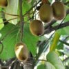 Kiwi Tomuri (mâle) Bio 2 Kiwi Tomuri (mâle) Bio -Raciflore Soldes Boutique Kiwi Tomuri male Bio 807229 1